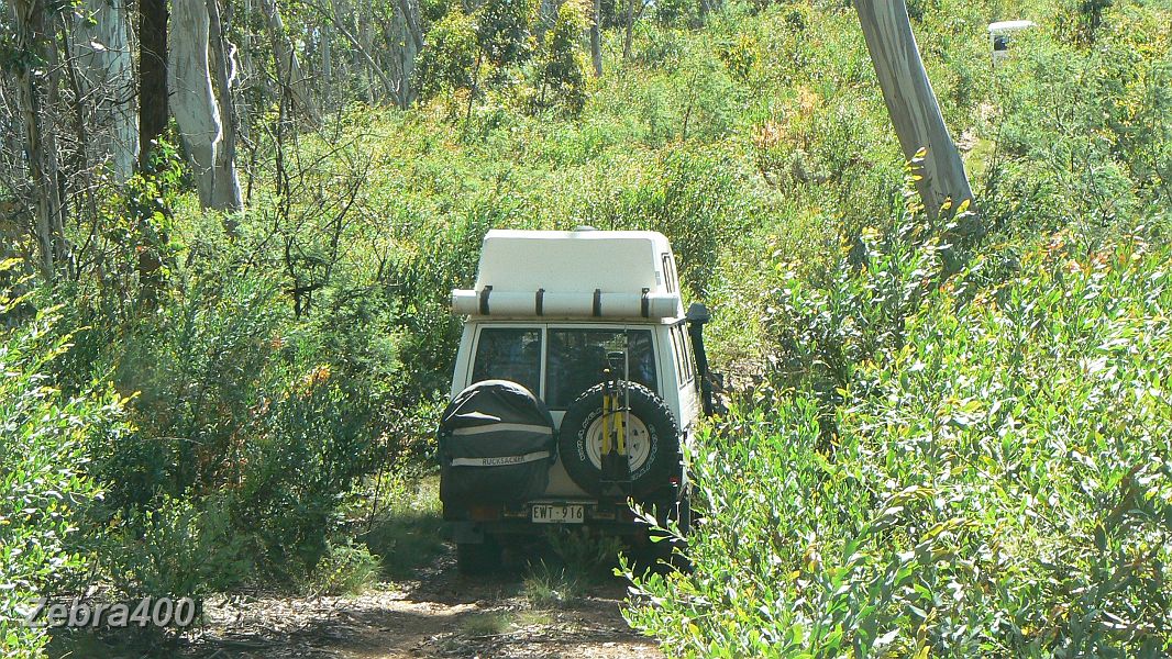 04-Harpo crawls through the Shady Creek shrubery.JPG - 04-Harpo crawls through the Shady Creek shrubery